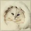 Blinking Kitten