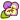 pansy
