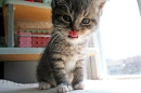 Cats - Licking?