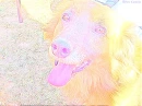 My puppy :)