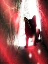 Black Cat