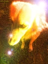 My puppy :)