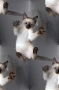 pouncing kitten seamless background