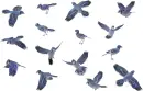 Blue Jay Background
