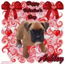 Valentine's Day Boxer - Ashley