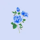 Roses Blue