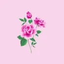 Roses Pink