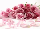 Pink Rose