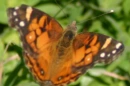peanutbutterfly