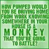 monkey
