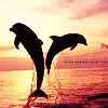 dolphin