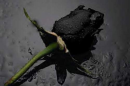 sad flower