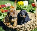 dachshunds