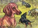 dachshunds