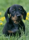 dachshund