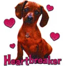 dachshund