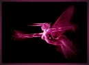 Pink Fairy