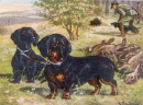 dachshunds
