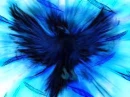 Blue Phoenix