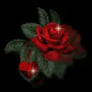 Red Rose