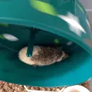 baby hedgehog