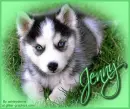 Husky - Jenny