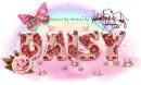 Daisy-Happy Valentine Rose