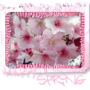 Happy Spring