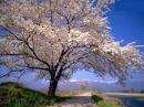 tree background