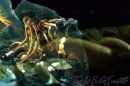 Pirates of the Caribbean - Dead manÂ´s chest