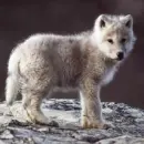 icycute
