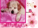 sweet dreams