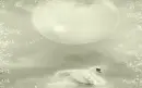 Swan background 2