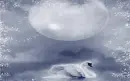 Swan
