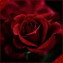 Red Rose