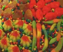 A Sweet Tooth Life