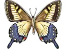 butterfly