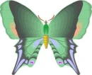butterfly