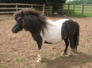 leiv-pony[1]