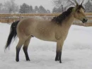 My horse named Pete