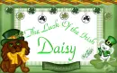 Daisy -The luck of the irish version 2