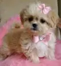 cute puppy