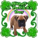 St. Patrick's Day Boxer Puppy