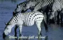 ANIMAL BG