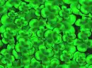 four leaf clover seamless background