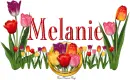 Melanie Tulip Garden