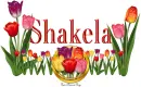 Shakela Tulip Garden