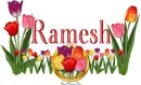 Ramesh Tulip Garden