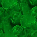 green roses seamless background