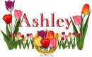 Ashley Tulip Garden